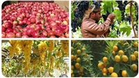 #اليمن_بلاد_الخيرات  هشتاج يتصدر تويتر للتعريف بالمنتجات الزارعية اليمنية