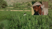 Hadramevt kentinde gat bitkisi yasaklandı