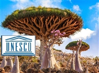 Dünya mirası Sokotra tehdit altında