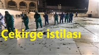 Suudi Arabistan’da çekirge istilası