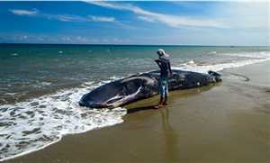 Yemenli balıkçılar ölmüş balinanın karnında servet buldu