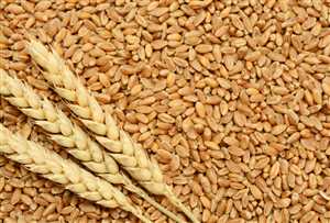 مسؤول يمني يكشف حجم المخزون من القمح ويتحدث عن تنسيق لاستيراد القمح من دول بديلة لأوكرانيا