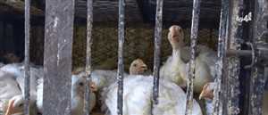 ارتفاع الأسعار يضاعف معاناة بائعوا الدجاج في اليمن