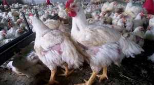 جبايات الحوثيين ترفع أسعار الدجاج بنسبة 30 % في مناطق سيطرتها