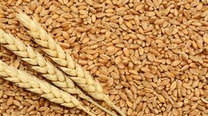 عجز الحكومة عن توفير تكاليف النقل يتسبب بفقدان منحة بولندية تقدر بـ 40 ألف طن من القمح