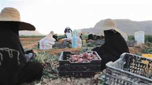 في اليمن "الخضراء".. تراجع الإنتاج الزراعي يفاقم أزمة الغذاء