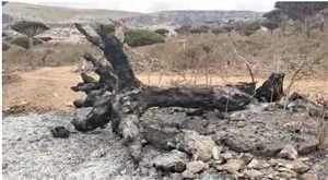 حريق "مفتعل" يلتهم أشجار دم الاخوين بمحافظة جزيرة سقطرى
