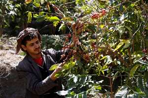 Brezilya’dan Yemen’e kahvenin üretimi sorunlarla boğuşuyor