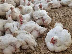 الكشف عن سبب إغلاق محلات الدجاج في عدن
