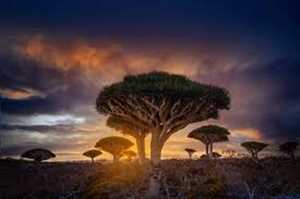 New Conditions for Aid in Socotra: Support for "Autonomy" Required!