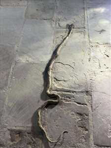 ثعبان ضخم يقتحم حيّاً سكنياً في عدن.. والسكان ينجحون في قتله بعد لحظات من الفزع