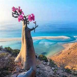 شركة إماراتية توقف شراء الأسماك من سقطرى بعد عامين من الهيمنة على السوق المحلي