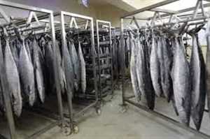 تحقيق صحفي : الإمارات تنهب الثروة السمكية في اليمن.. تحقيق يكشف كيف تحوّل السردين من غذاء اليمنيين إلى تجارة عابرة للحدود