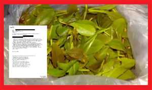 وثائق أمريكية تكشف مقترحًا صادمًا من رجل أعمال يمني لتسويق القات عالميًا عبر مراسلات سرية مع الملياردير جيفري إبستين