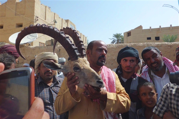 صيد الوعول.. موروث شعبي أم صيد جائر؟