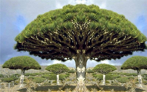 الأطماع الإماراتية في سقطرى.. إدعاء التاريخ لسلب الحاضر