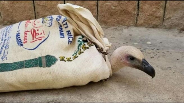 قصة نيلسون... النسر الذي اتهم بالتجسس في اليمن