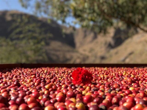 في اليوم العالمي للقهوة.. "البن اليمني" مذاق خاص وطعم فريد