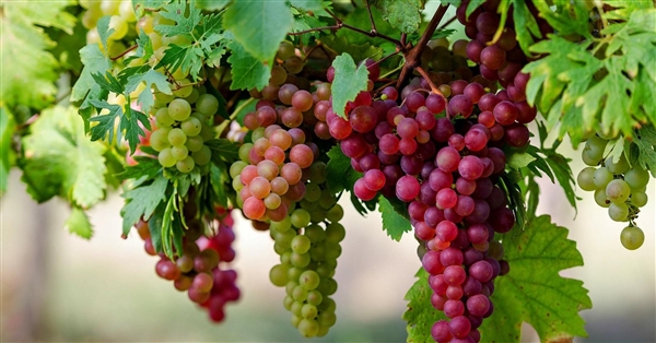 عنب اليمن.. قصة آلهة