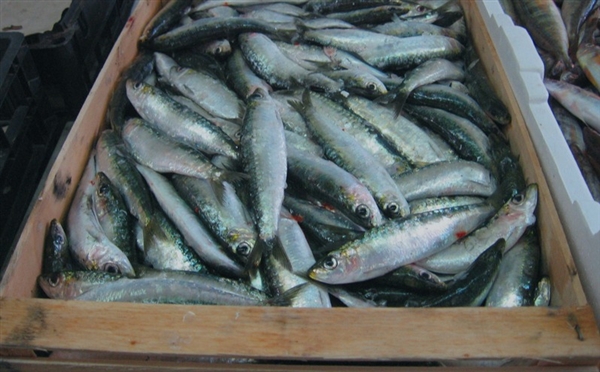 وزير الثروة السمكية: صادراتنا تصل لـ34 دولة ونأمل استعادة التصدير عبر المنافذ الجوية