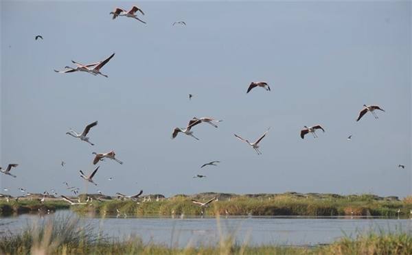 المحميات الطبيعية في اليمن تواجه خطر الإهمال الحكومي