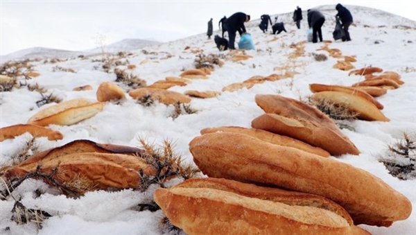 إحياءً لتقليد قديم .. أتراك ينثرون الخبز على سفوح الجبال ويختمون القرآن