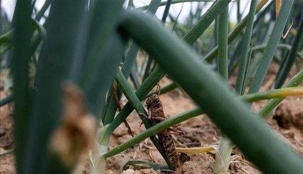 الأردن تعلن حالة طوارئ " قصوى " لمواجهة الجراد الصحراوي