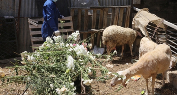 فلسطين.. كورونا يودي بآلاف الزهور الى حاويات القمامة 