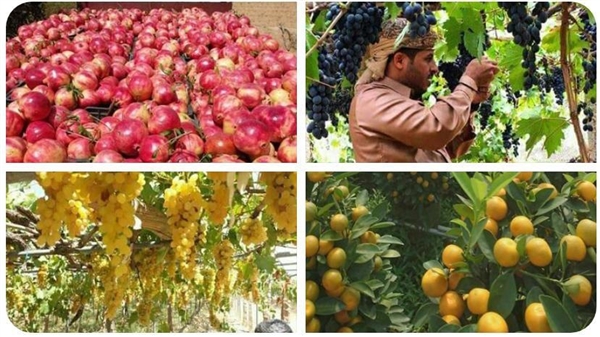 #اليمن_بلاد_الخيرات  هشتاج يتصدر تويتر للتعريف بالمنتجات الزارعية اليمنية