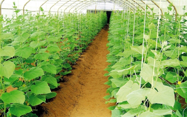 "الزراعة اليمنية" : المنتجات الزراعية تخضع للمقاييس عدا المناطق الخاضعة لمليشيات الحوثي