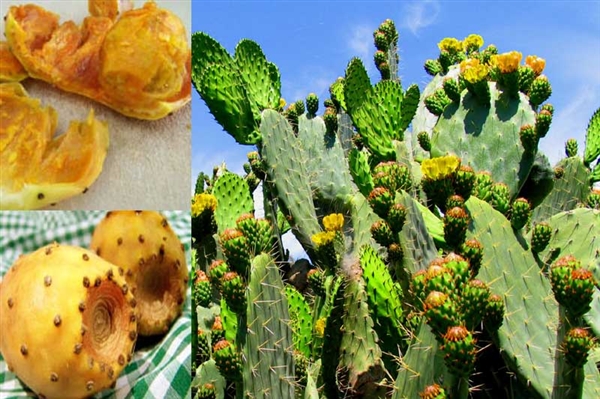 Kaktüs meyvesi Yemen'de birçok kişinin geçim kaynağı oldu