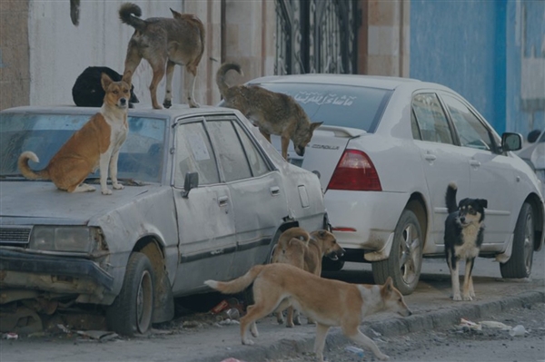 Yemen’de kuduz vakaları hızla yayılıyor