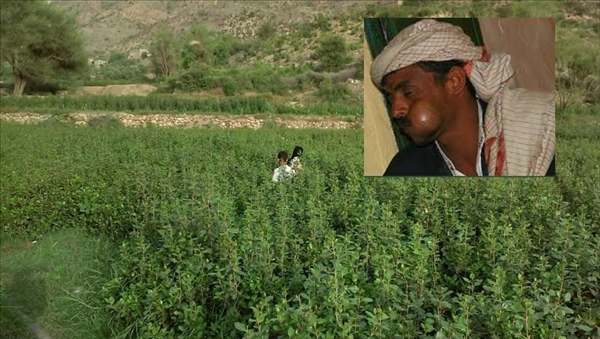 Hadramevt kentinde gat bitkisi yasaklandı