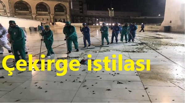 Suudi Arabistan’da çekirge istilası