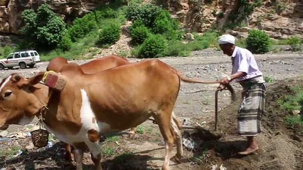 Yemen’de hayvan aşılama programı iptal edildi