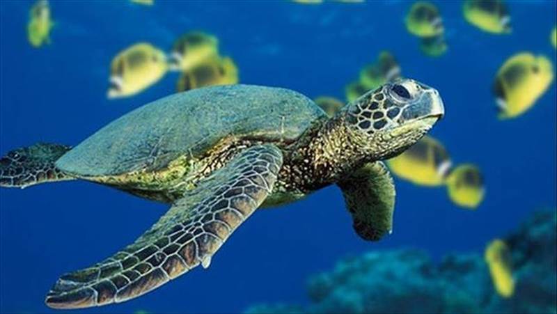 جمعية سقطرى تعلن إعادة تفعيل نشاط حماية السلاحف من الصيد الجائر