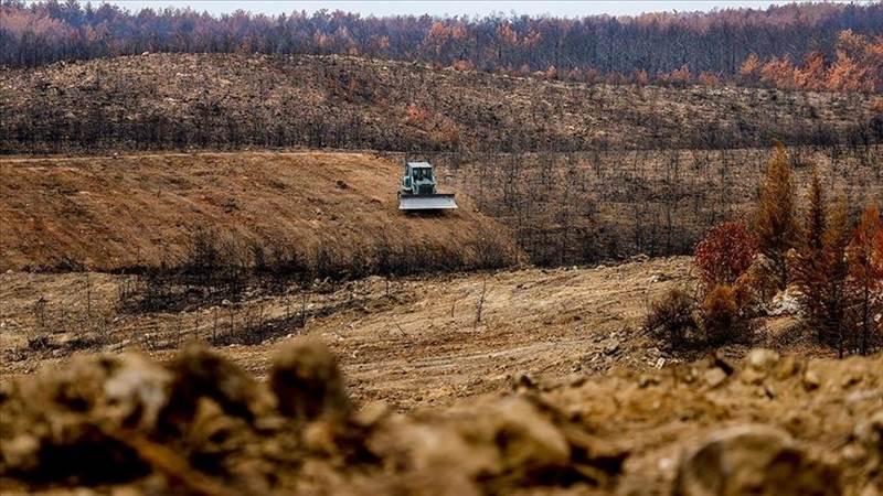 تركيا.. زراعة 100 مليون شتلة لتعويض حرائق الغابات