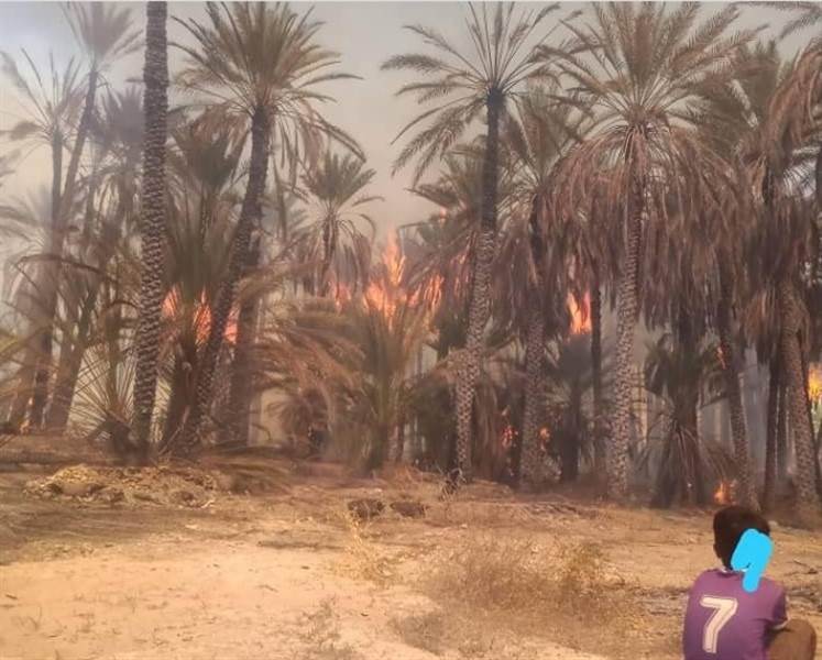 Yemen’de iki gündür süren yangın yüzlerce palmiye ağacını kül etti