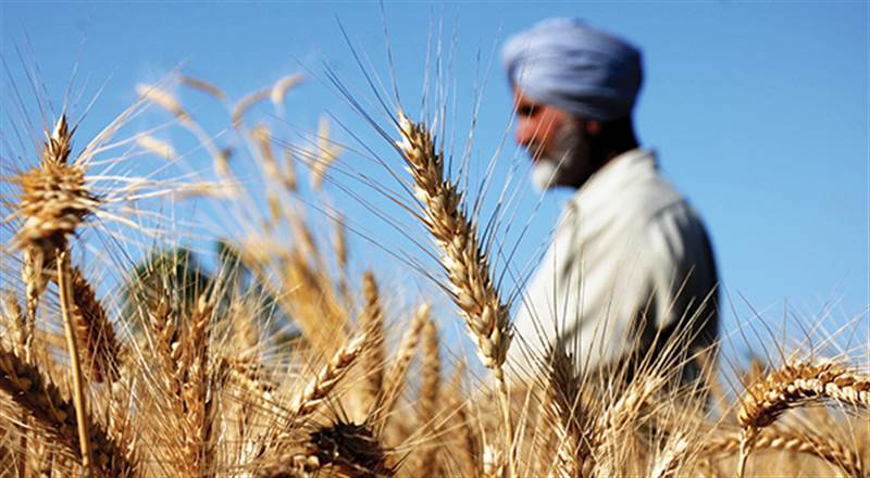 Hindistan, Yemen'i buğday ihracat yasağının dışında tutacak