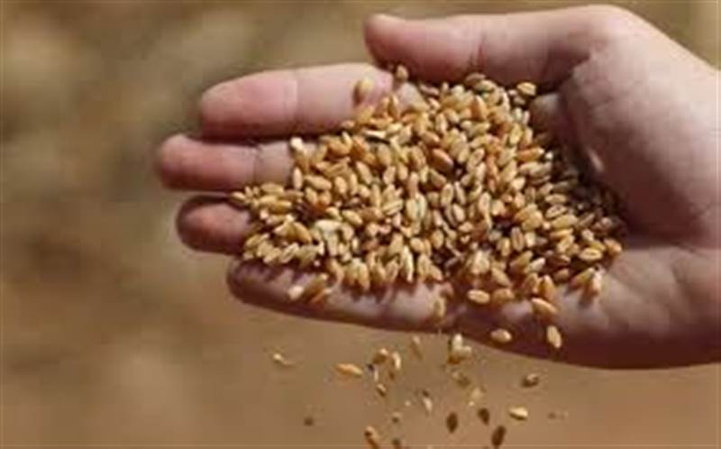 Yemen buğdayı için zor bir sezon, tohum krizi baş gösterdi