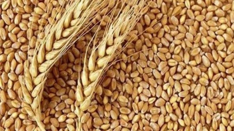 الحكومة تعلن نجاحها في إيجاد أسواق بديلة لاستيراد القمح للحفاظ على الأمن الغذائي
