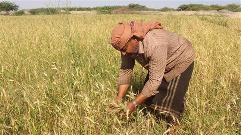 خطط حكومية لزراعة القمح لتحقيق أمن غذائي طويل الأمد