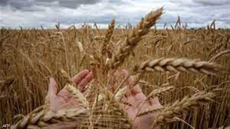 الحكومة: مخزن القمح يشرف على الانتهاء منتصف يوليو المقبل