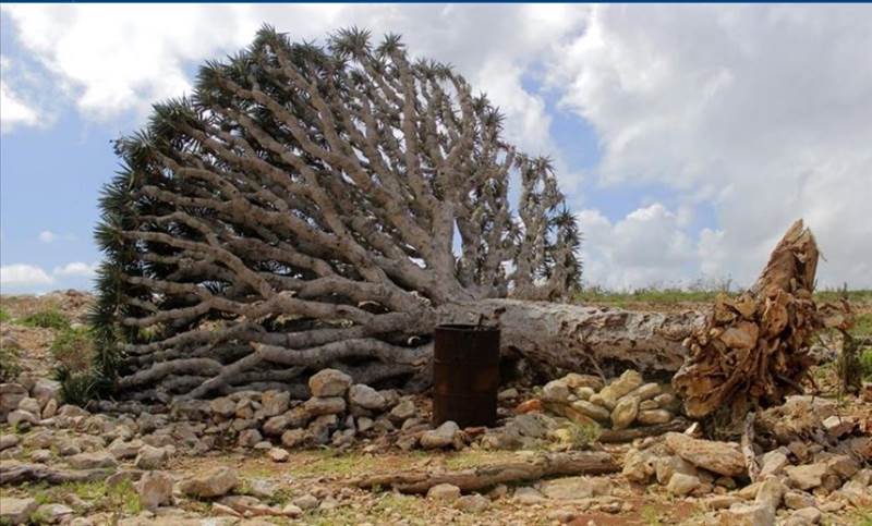 Yemen’in Sokotra Adası’ndaki nadir ağaç ve kuş türleri BAE’ye kaçırılıyor