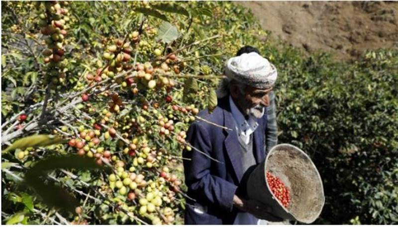 Yemen, gıda krizini hafifletmek için "çorak" toprakların ekimini araştırıyor