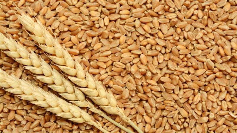 عجز الحكومة عن توفير تكاليف النقل يتسبب بفقدان منحة بولندية تقدر بـ 40 ألف طن من القمح