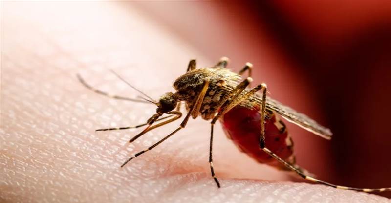 دراسة ترصد تاريخ مرض الملاريا وكيفية انتشاره