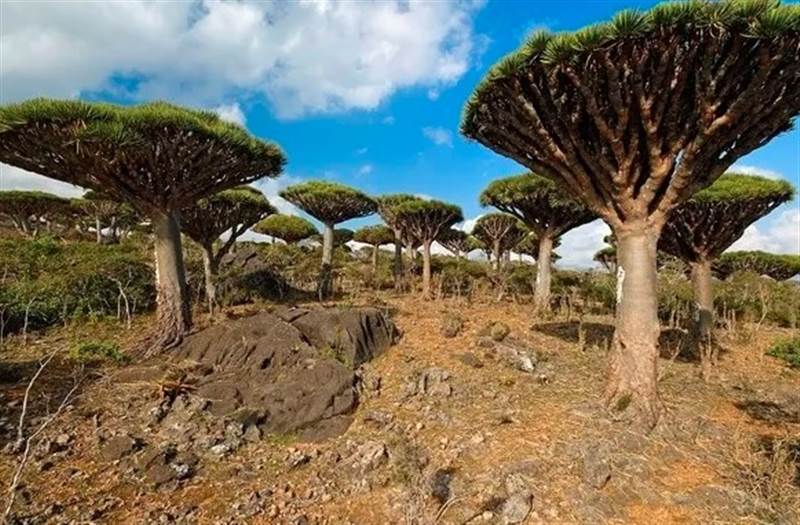 Uluslararası alarm zili.. UNESCO, Sokotra Adası'nı Tehlike Altındaki Dünya Mirası Listesi'ne almayı düşünüyor