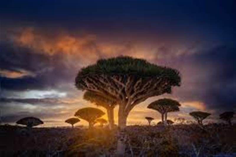 New Conditions for Aid in Socotra: Support for "Autonomy" Required!