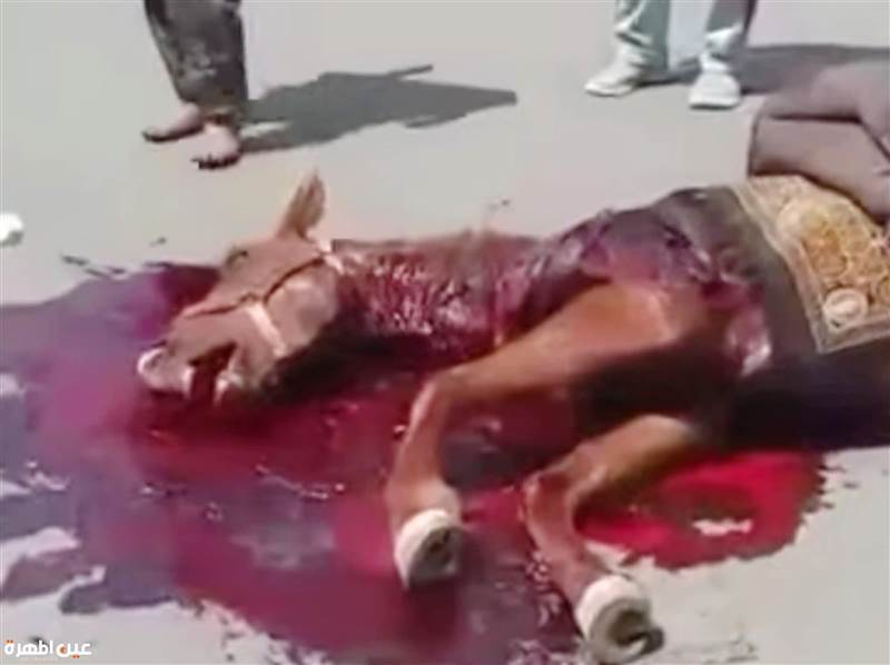 حتى الحيوان لم يسلم منهم ..ميليشيا الحوثي تقتل حصانًا رفع العلم اليمني وتعتقل صاحبه في صنعاء